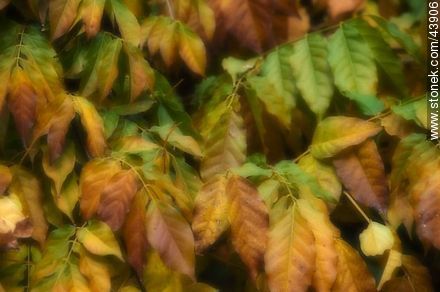 Hojas de glicina en otoño - Flora - IMÁGENES VARIAS. Foto No. 43906