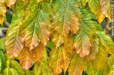 Hojas de glicina en otoño - Flora - IMÁGENES VARIAS. Foto No. 43910