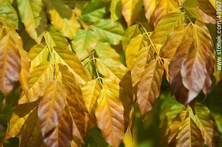 Hojas de glicina en otoño - Flora - IMÁGENES VARIAS. Foto No. 43907