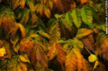 Hojas de glicina en otoño - Flora - IMÁGENES VARIAS. Foto No. 43904