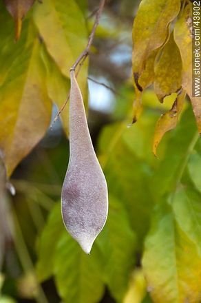 Glycine bean - Flora - MORE IMAGES. Photo #43902
