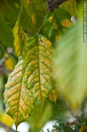 Hojas de glicina en otoño - Flora - IMÁGENES VARIAS. Foto No. 43901