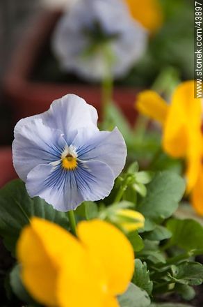 Pansy violets  - Flora - MORE IMAGES. Photo #43897