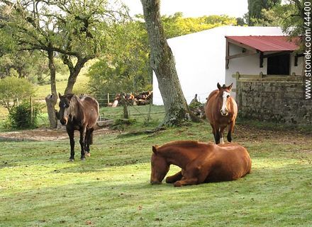 Horses in field - Department of Florida - URUGUAY. Photo #44400