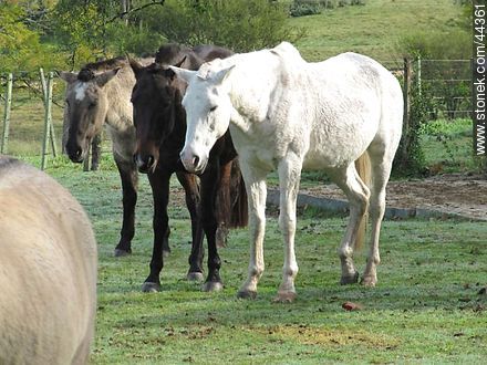 Trio of Horses - Fauna - MORE IMAGES. Photo #44361
