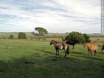 Horses in field - Department of Florida - URUGUAY. Photo #44399