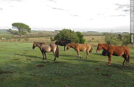 Horses in field - Department of Florida - URUGUAY. Photo #44398