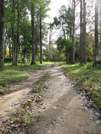 Camino entre árboles - Departamento de Florida - URUGUAY. Foto No. 44205