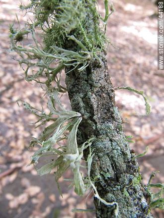 Lichens - Flora - MORE IMAGES. Photo #44188