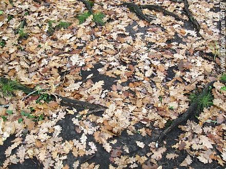 Dry oak leaves - Flora - MORE IMAGES. Photo #44187