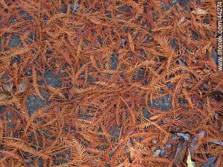 Rojizo de hojas caídas de ciprés calvo -  - IMÁGENES VARIAS. Foto No. 44274