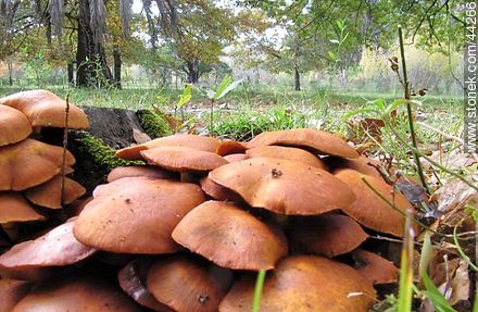 Mushrooms - Flora - MORE IMAGES. Photo #44266