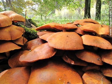 Mushrooms - Flora - MORE IMAGES. Photo #44264