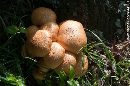 Mushrooms - Department of Florida - URUGUAY. Photo #44781