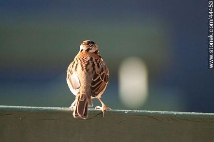 Rufous-collared Sparrow - Department of Florida - URUGUAY. Photo #44453