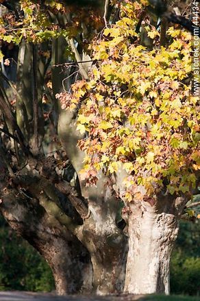 Old plane tree in autumn - Department of Florida - URUGUAY. Photo #44434