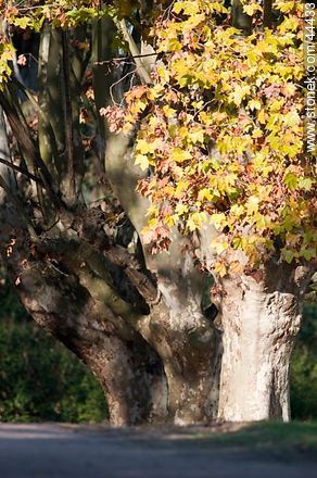 Old plane tree in autumn - Department of Florida - URUGUAY. Photo #44433