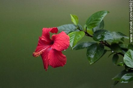 Hibisco de flor roja. - Departamento de Florida - URUGUAY. Foto No. 44592