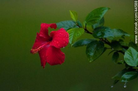 Hibisco de flor roja. - Flora - IMÁGENES VARIAS. Foto No. 44588