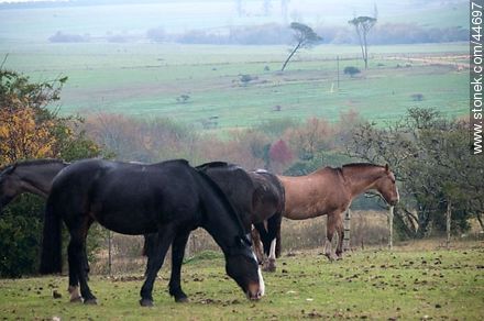 Horses grazing - Department of Florida - URUGUAY. Photo #44697