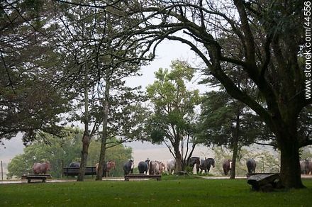 Caballos bajo la lluvia - Departamento de Florida - URUGUAY. Foto No. 44556