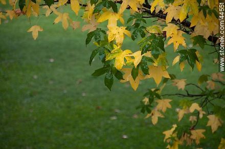 Ojas de otoño - Flora - IMÁGENES VARIAS. Foto No. 44551
