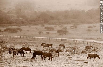 Horses grazing after rain -  - MORE IMAGES. Photo #44528