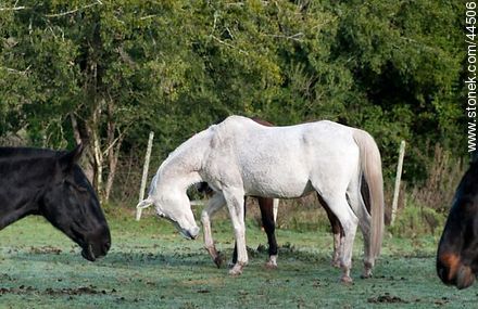 Playing horses - Fauna - MORE IMAGES. Photo #44506