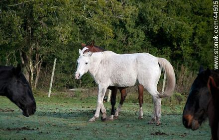 Playing horses - Fauna - MORE IMAGES. Photo #44505