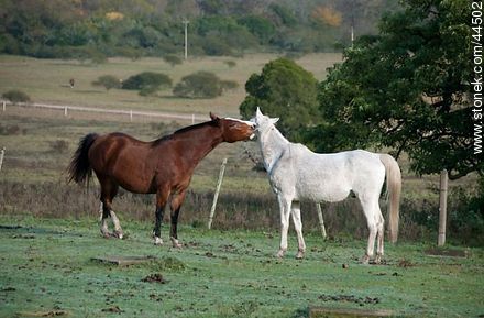 Playing horses - Fauna - MORE IMAGES. Photo #44502