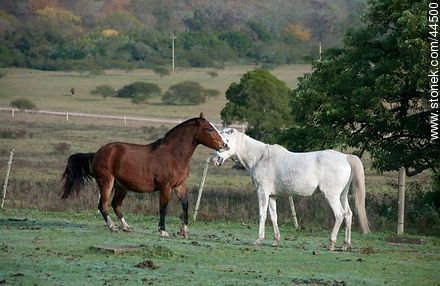 Playing horses - Fauna - MORE IMAGES. Photo #44500