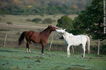Playing horses - Fauna - MORE IMAGES. Photo #44496