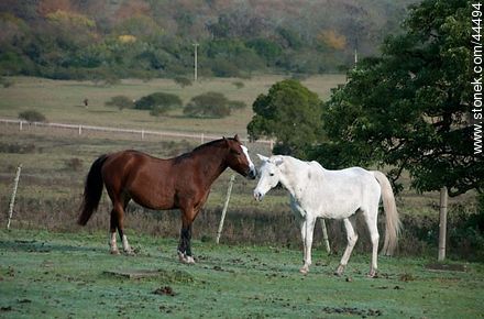 Playing horses - Fauna - MORE IMAGES. Photo #44494