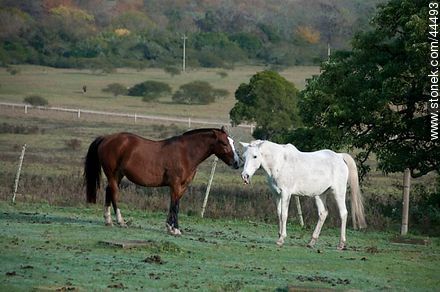 Playing horses - Fauna - MORE IMAGES. Photo #44493