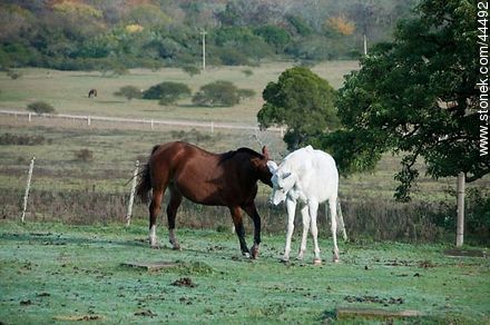 Juego de caballos - Fauna - IMÁGENES VARIAS. Foto No. 44492