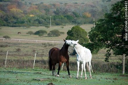 Juego de caballos - Fauna - IMÁGENES VARIAS. Foto No. 44491