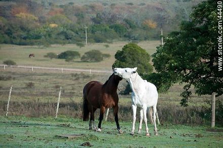 Playing horses - Fauna - MORE IMAGES. Photo #44490