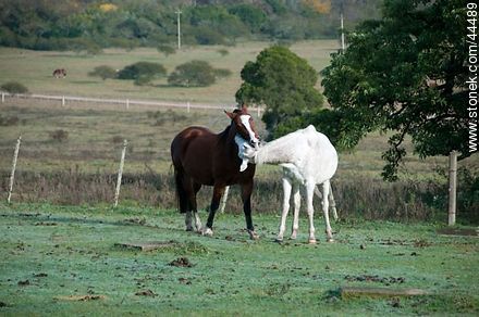 Juego de caballos - Fauna - IMÁGENES VARIAS. Foto No. 44489
