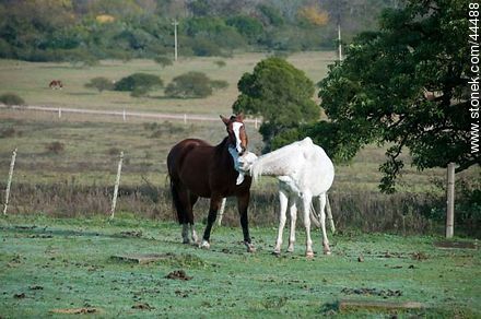 Juego de caballos - Fauna - IMÁGENES VARIAS. Foto No. 44488