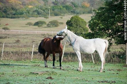 Juego de caballos - Fauna - IMÁGENES VARIAS. Foto No. 44486