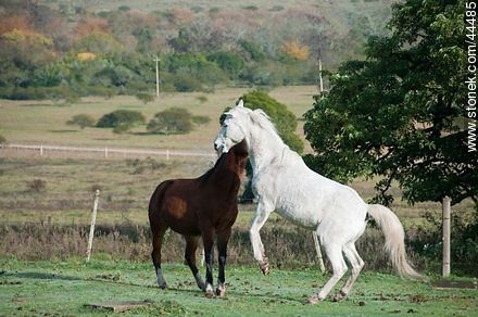 Playing horses - Fauna - MORE IMAGES. Photo #44485