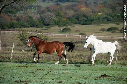 Playing horses - Fauna - MORE IMAGES. Photo #44480