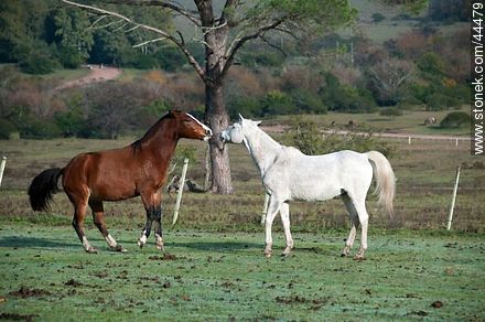 Playing horses - Fauna - MORE IMAGES. Photo #44479