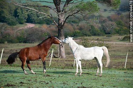 Juego de caballos - Fauna - IMÁGENES VARIAS. Foto No. 44478