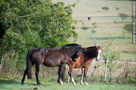 Playing horses - Fauna - MORE IMAGES. Photo #44414