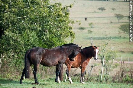 Playing horses - Fauna - MORE IMAGES. Photo #44413