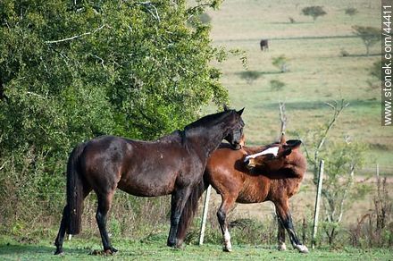 Juego de caballos - Fauna - IMÁGENES VARIAS. Foto No. 44411