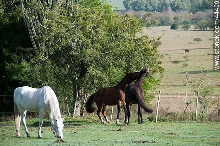 Playing horses - Fauna - MORE IMAGES. Photo #44409
