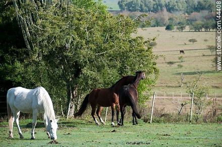 Juego de caballos - Fauna - IMÁGENES VARIAS. Foto No. 44408