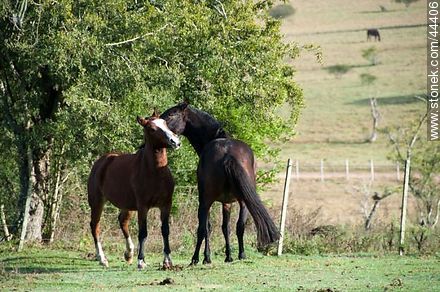 Playing horses - Fauna - MORE IMAGES. Photo #44406